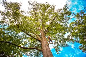 Best Arborist Consultation Services  in Bryant, AR