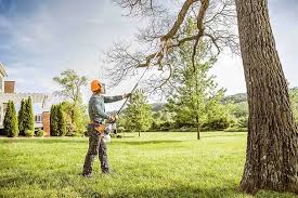 Best Palm Tree Trimming  in Bryant, AR