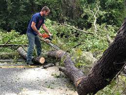 Best Fruit Tree Pruning  in Bryant, AR