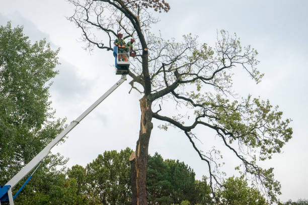 Bryant, AR  Tree Services Company