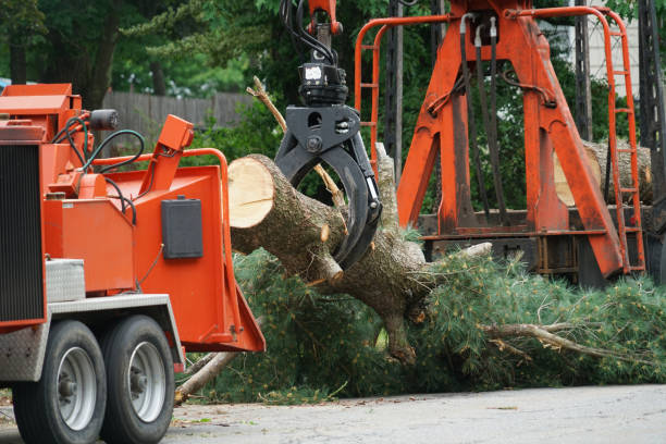 How Our Tree Care Process Works  in  Bryant, AR