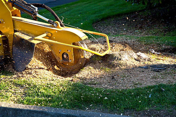 Best Sod Installation  in Bryant, AR